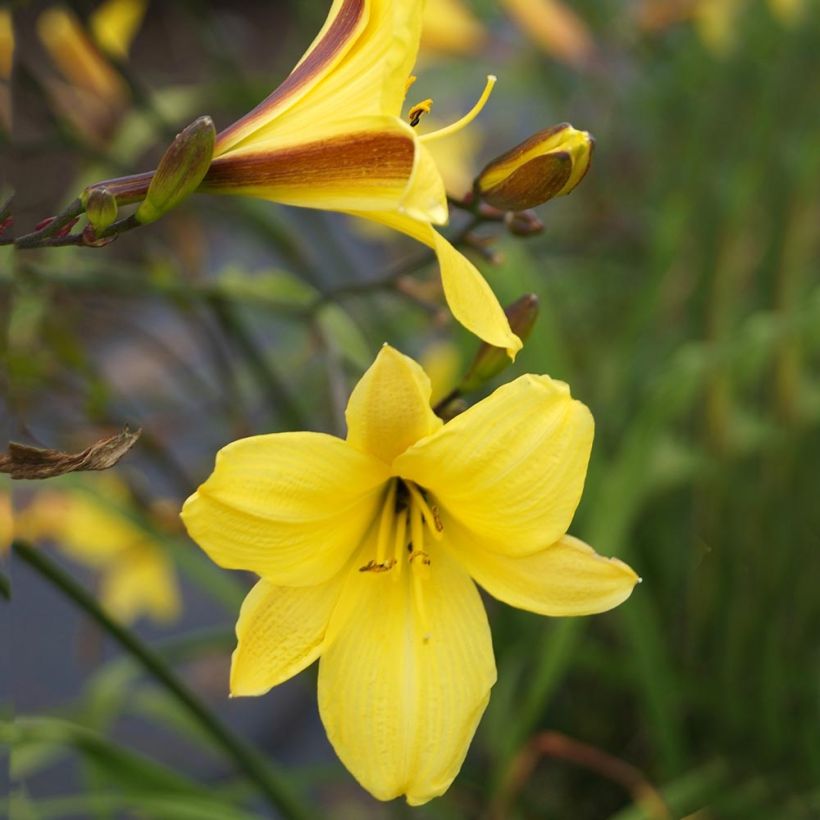 Hemerocallis Corky - Taglilie (Blüte)