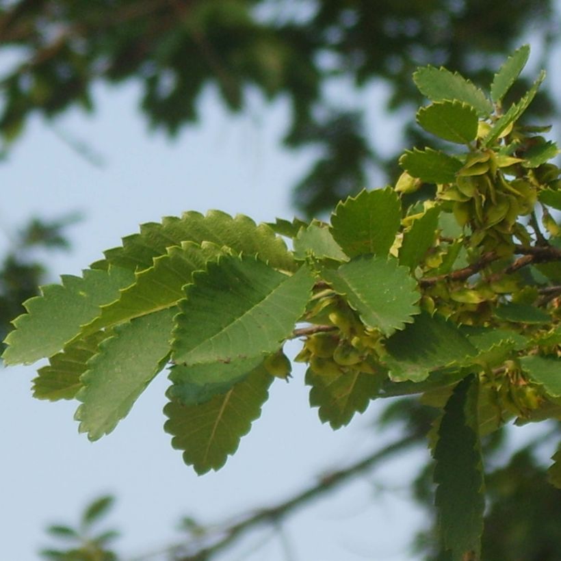 Hemiptelea davidii - Dorn-Ulme (Laub)