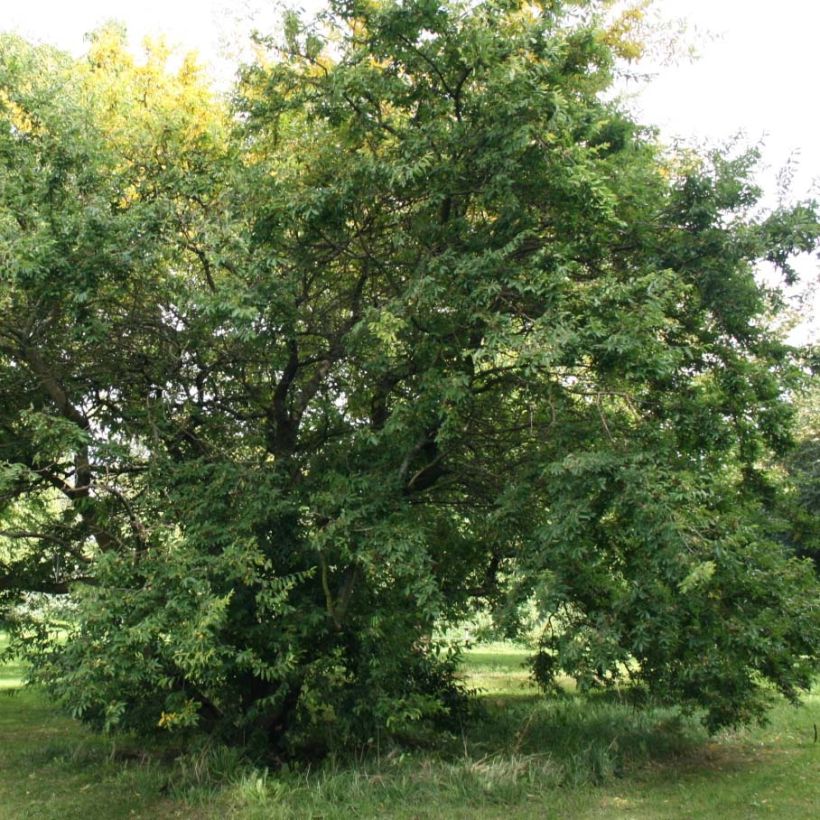 Hemiptelea davidii - Dorn-Ulme (Hafen)