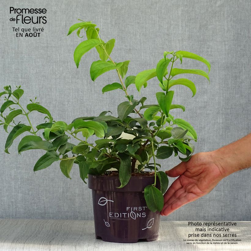 Exemplar von Sieben-Glocken Tianshan - Heptacodium miconioides Topf mit 3L/4L wie im Sommer geliefert