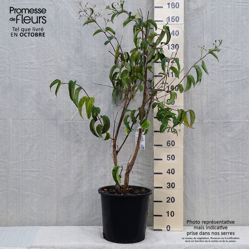 Exemplar von Sieben-Glocken - Heptacodium miconioides Topf mit 20L/25L wie im Herbst geliefert