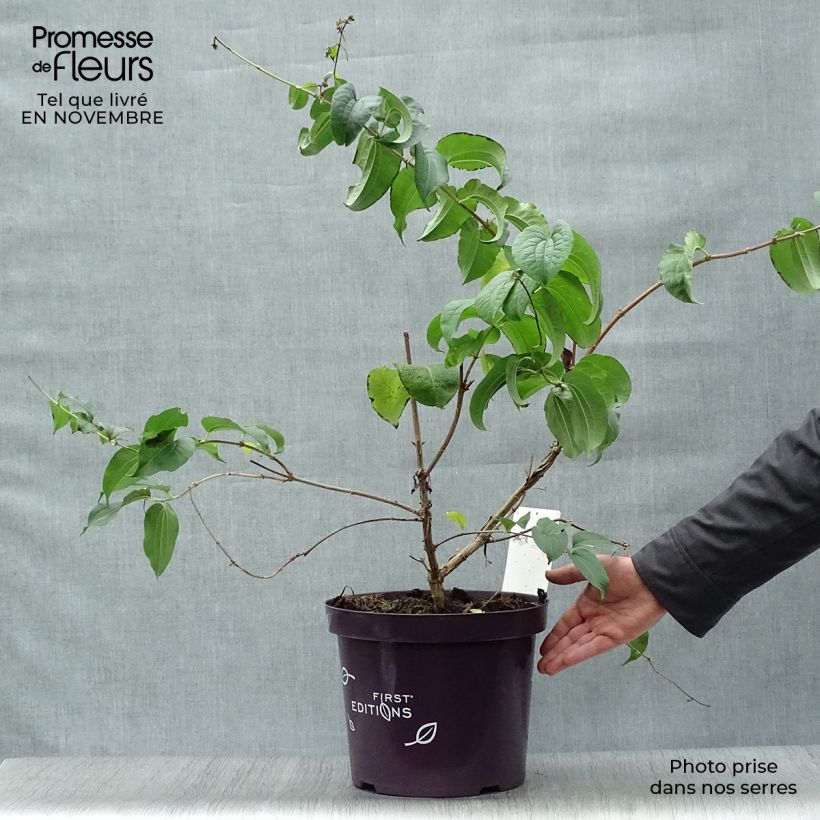 Exemplar von Sieben-Glocken - Heptacodium miconioides Topf mit 3L/4L wie im Herbst geliefert
