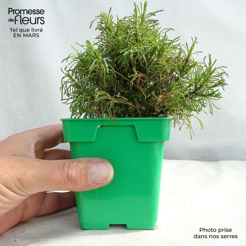 Exemplar von Olivenkraut - Santolina viridis Kleine Töpfe von 8/9 cm wie im Frühjahr geliefert