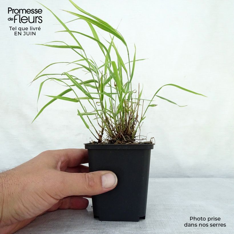 Exemplar von Hakonechloa macra Albostriata - Japangras Kleine Töpfe von 8/9 cm wie im Sommer geliefert