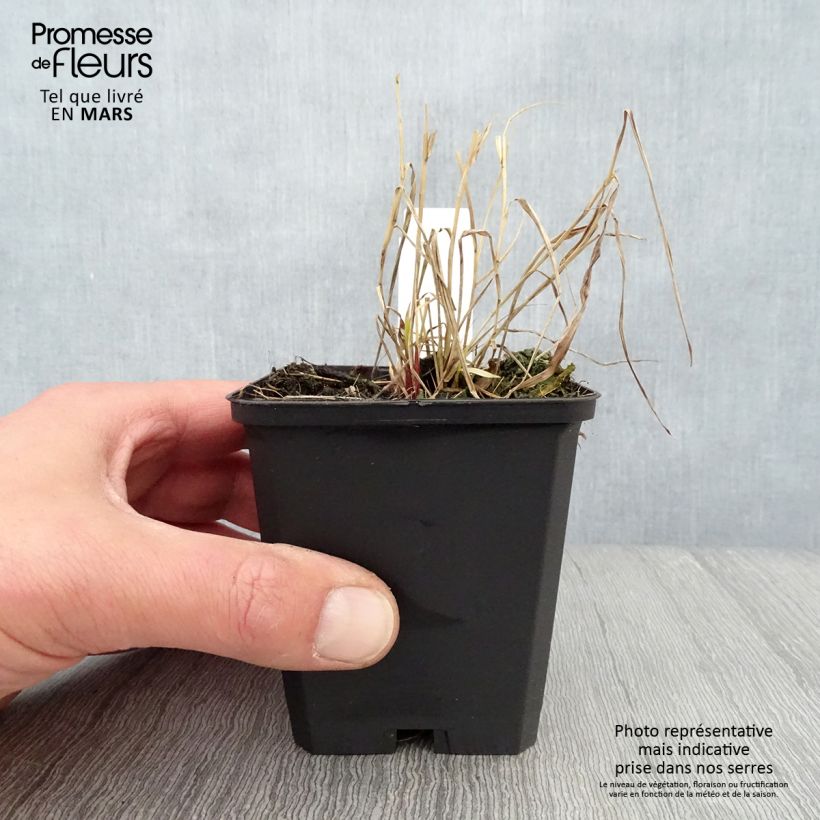 Exemplar von Hakonechloa macra Naomi - Japangras Kleine Töpfe von 8/9 cm wie im Frühjahr geliefert