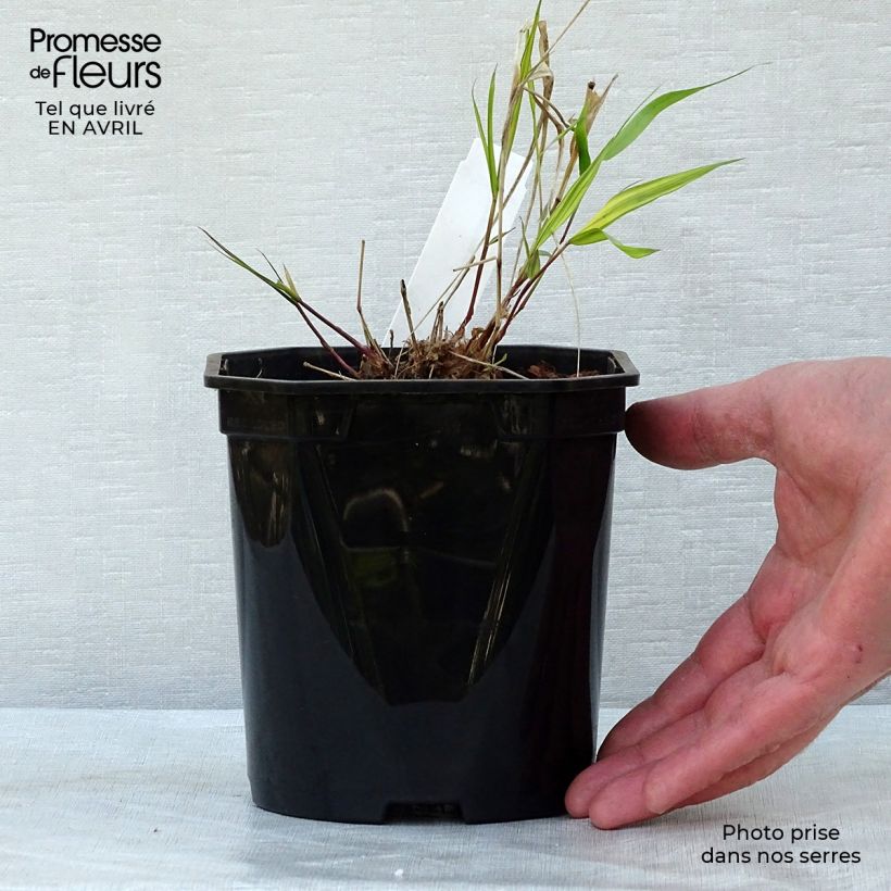 Exemplar von Hakonechloa macra Nicolas - Japangras Topf mit 2L/3L wie im Frühjahr geliefert