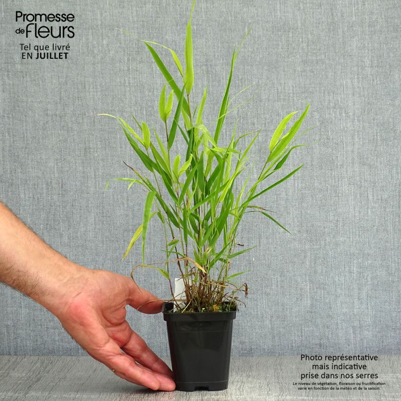 Exemplar von Hakonechloa macra - Japangras Kleine Töpfe von 8/9 cm wie im Sommer geliefert