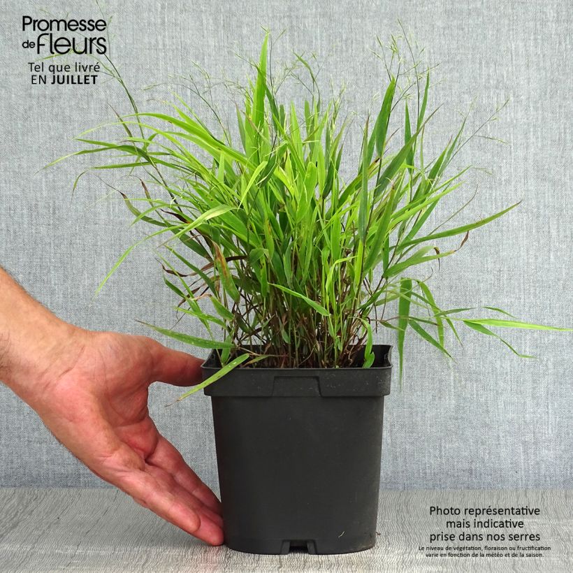Exemplar von Hakonechloa macra - Japangras Topf mit 2L/3L wie im Sommer geliefert