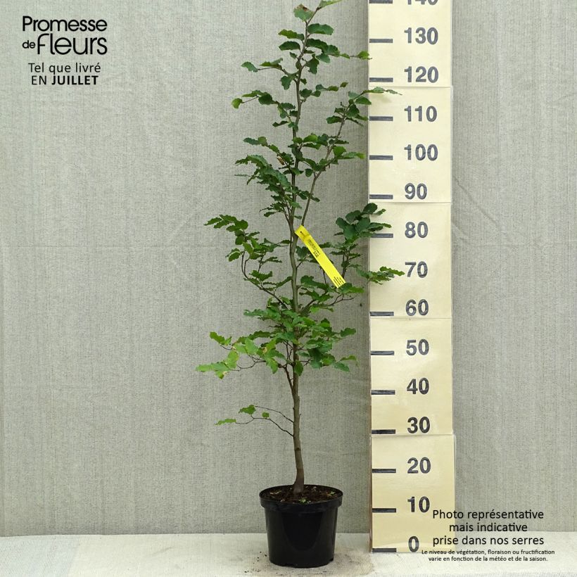 Exemplar von Rotbuche - Fagus sylvatica Topf mit 3L/4L wie im Sommer geliefert