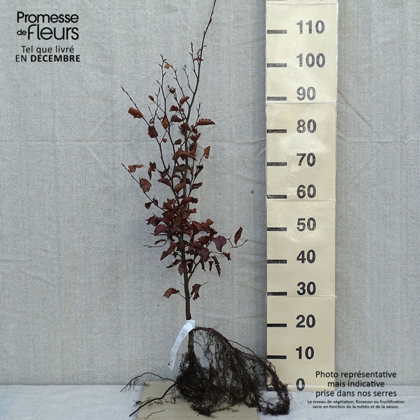 Exemplar von Rotbuche - Fagus sylvatica Wurzelnackt wie im Winter geliefert