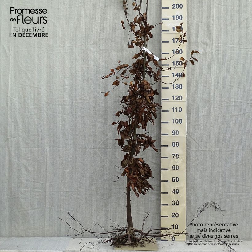 Exemplar von Rotbuche - Fagus sylvatica Wurzelnackt wie im Winter geliefert