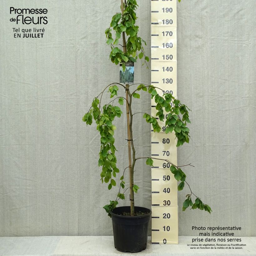 Exemplar von Rotbuche Pendula - Fagus sylvatica Topf mit 18L/20L wie im Sommer geliefert
