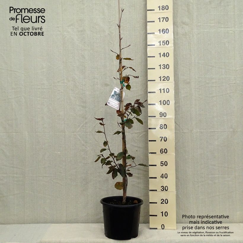 Exemplar von Rotbuche Riversii - Fagus sylvatica Topf mit 12L/15L wie im Herbst geliefert