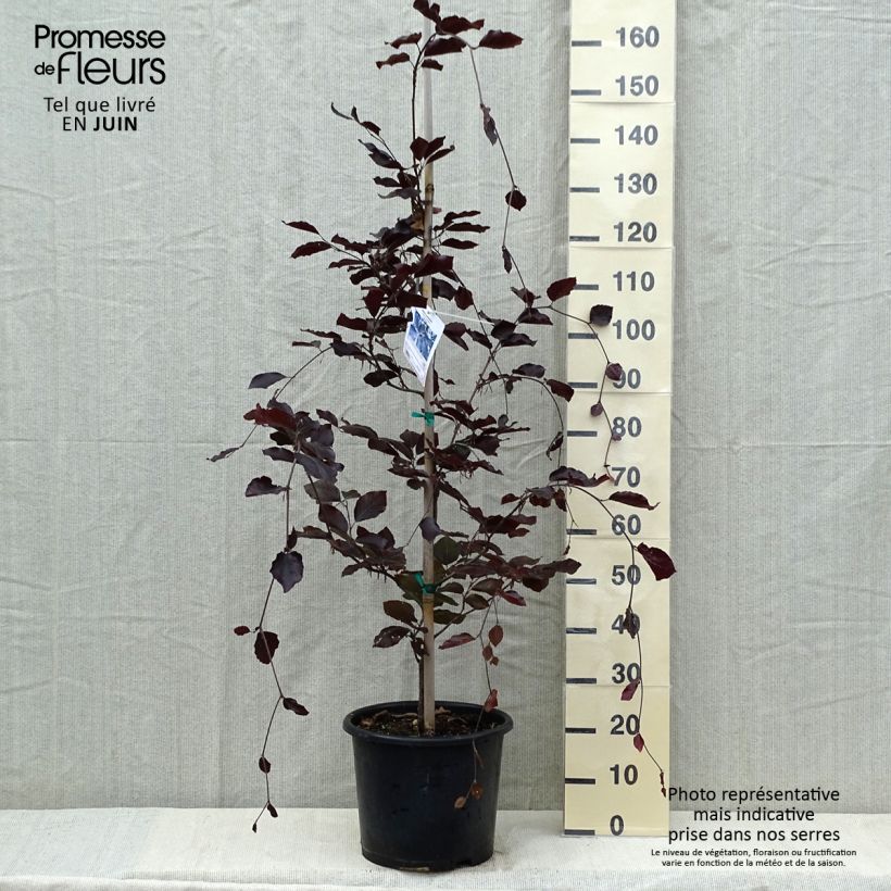 Exemplar von Rotbuche Riversii - Fagus sylvatica Topf mit 12L/15L wie im Frühjahr geliefert