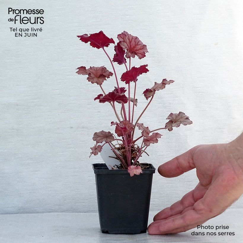 Exemplar von Heuchera Caribbean Sea - Purpurglöckchen Kleine Töpfe von 8/9 cm wie im Sommer geliefert