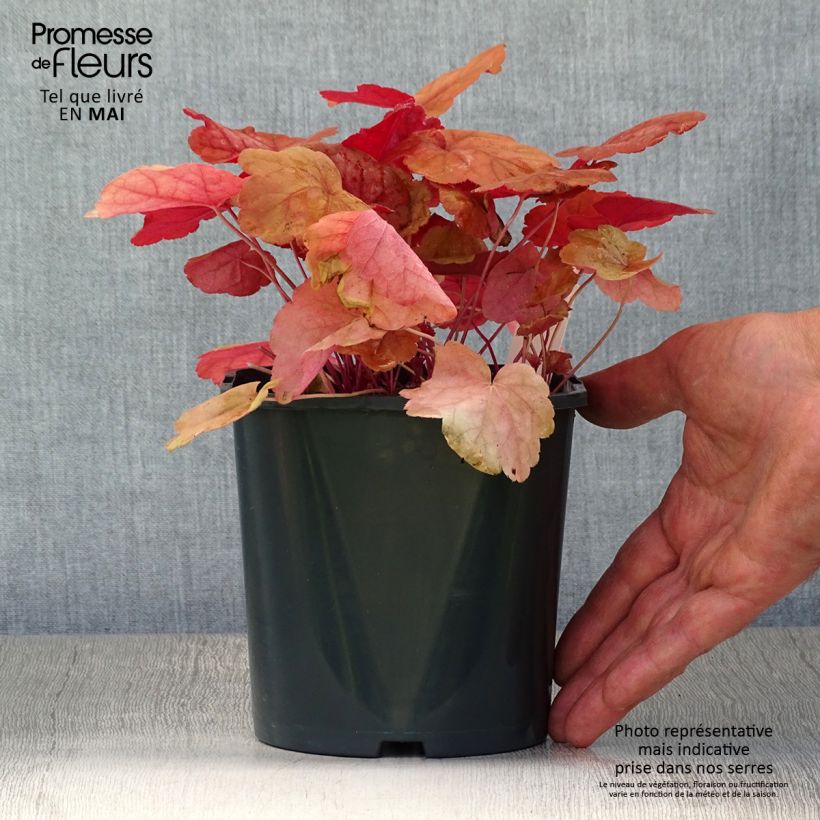 Exemplar von Heuchera Caribbean Sea - Purpurglöckchen Topf mit 2L/3L wie im Frühjahr geliefert