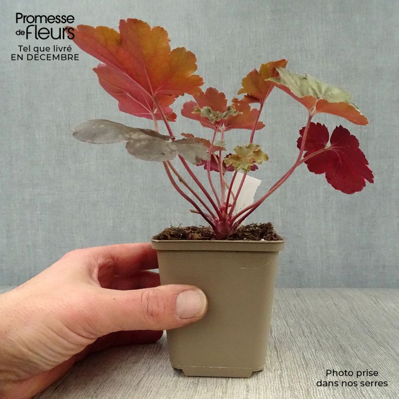 Exemplar von Heuchera Cherry Cola - Purpurglöckchen Kleine Töpfe von 8/9 cm wie im Winter geliefert