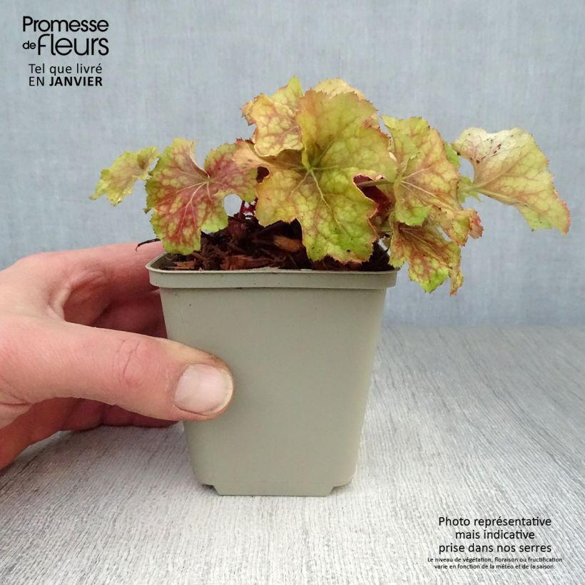 Exemplar von Heuchera Happy Flames - Purpurglöckchen Kleine Töpfe von 8/9 cm wie im Winter geliefert