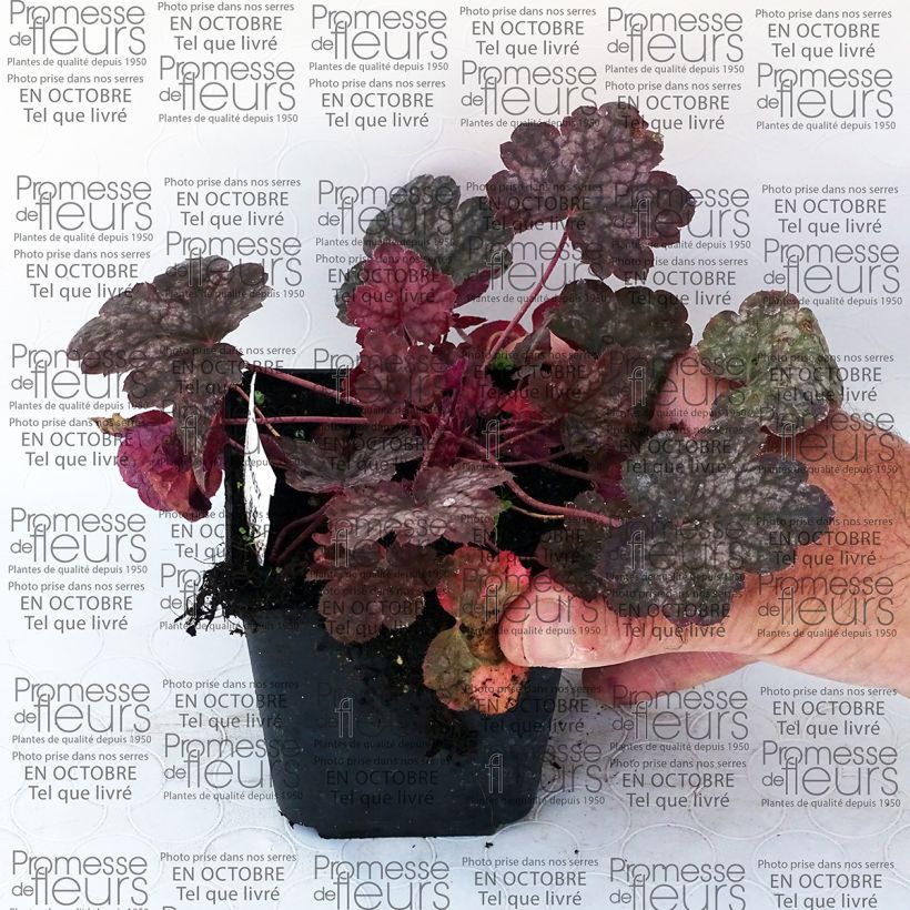 Beispiel eines Exemplars von Heuchera Pewter Moon - Purpurglöckchen Box wie geliefert