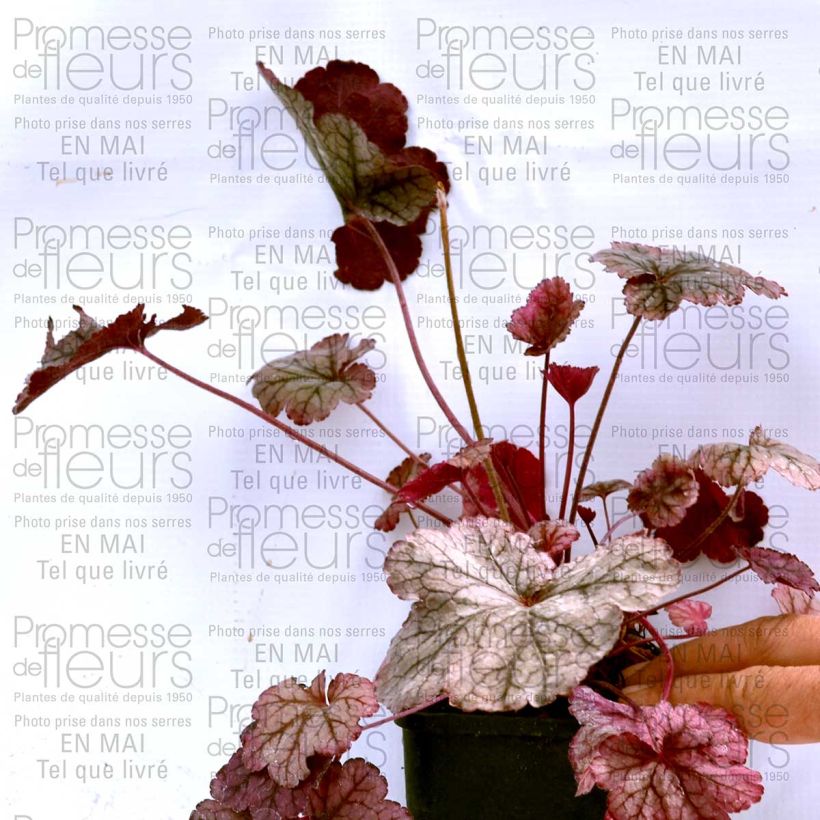 Beispiel eines Exemplars von Heuchera Prince of Silver - Purpurglöckchen Kleine Töpfe von 8/9 cm wie geliefert