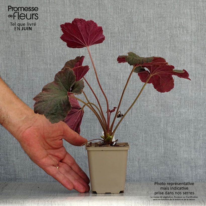 Exemplar von Purpurglöckchen Dark Magic wie im Sommer geliefert