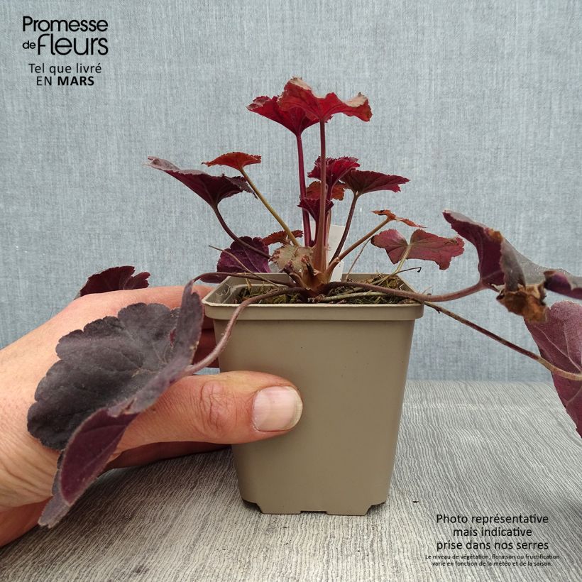 Exemplar von Purpurglöckchen Dark Magic wie im Frühjahr geliefert