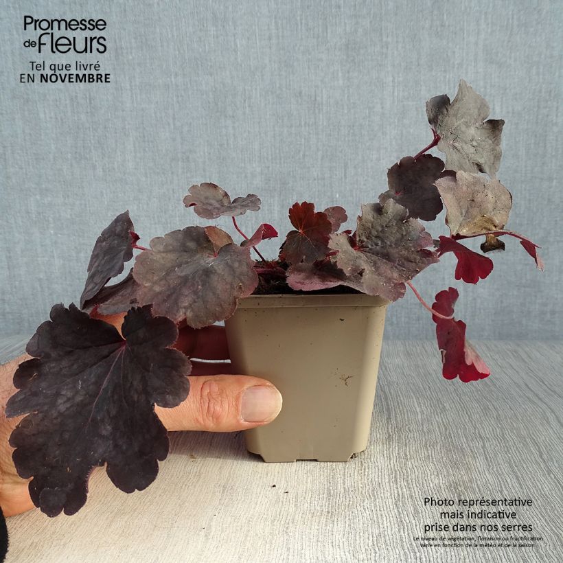 Exemplar von Heuchera Bella Notte - Purpurglöckchen Kleine Töpfe von 8/9 cm wie im Herbst geliefert