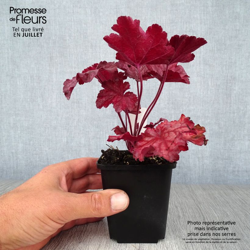 Exemplar von Heuchera Berry Smoothie - Purpurglöckchen Kleine Töpfe von 8/9 cm wie im Sommer geliefert