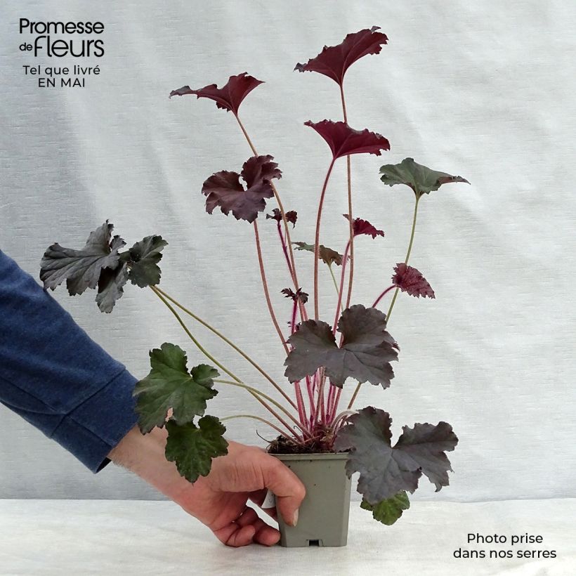 Exemplar von Heuchera Binoche - Purpurglöckchen Kleine Töpfe von 8/9 cm wie im Frühjahr geliefert