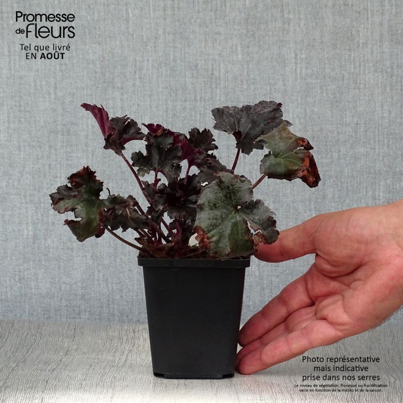 Exemplar von Heuchera Black Pearl - Purpurglöckchen Kleine Töpfe von 8/9 cm wie im Sommer geliefert