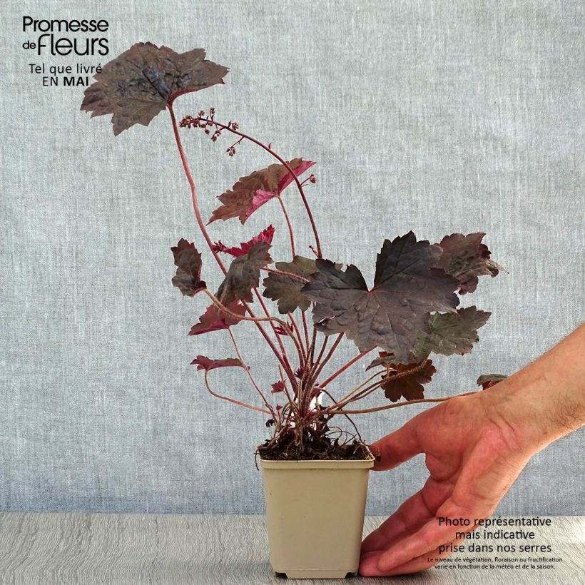 Exemplar von Heuchera Blackout - Purpurglöckchen Kleine Töpfe von 8/9 cm wie im Frühjahr geliefert