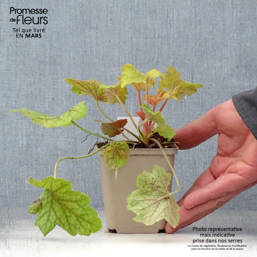Exemplar von Heuchera Electric Lime - Purpurglöckchen Kleine Töpfe von 8/9 cm wie im Frühjahr geliefert