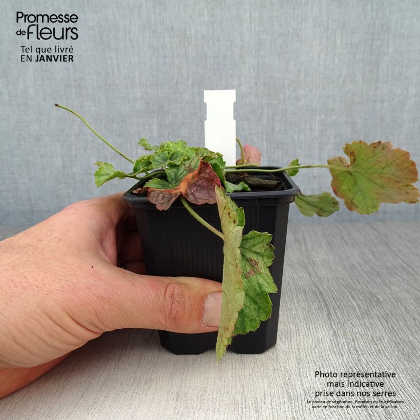 Exemplar von Heuchera Flower Power - Purpurglöckchen Kleine Töpfe von 8/9 cm wie im Winter geliefert