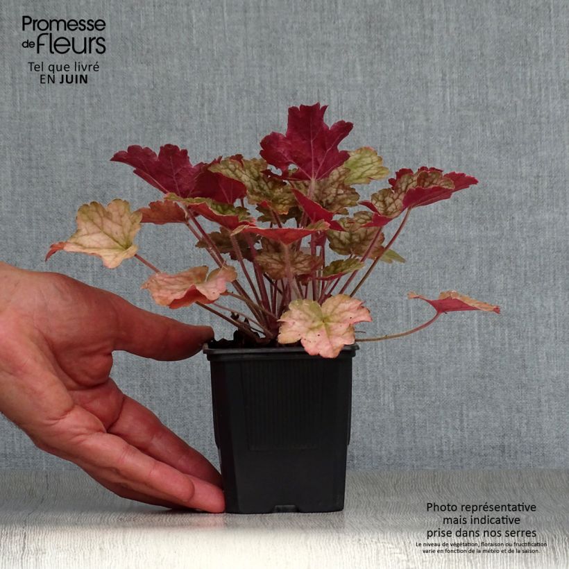 Exemplar von Heuchera Ginger Ale - Purpurglöckchen Kleine Töpfe von 8/9 cm wie im Sommer geliefert