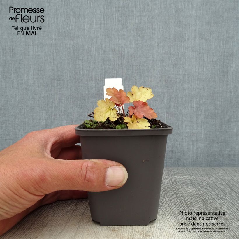 Exemplar von Heuchera Ginger Peach - Purpurglöckchen Kleine Töpfe von 8/9 cm wie im Frühjahr geliefert