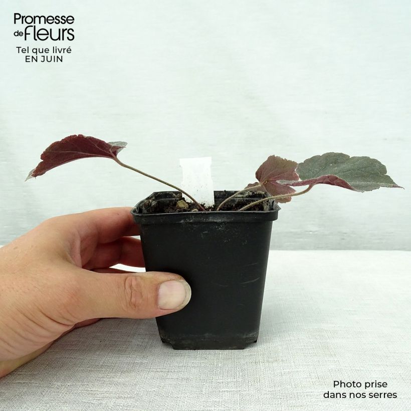 Exemplar von Heuchera villosa Magnum - Purpurglöckchen Kleine Töpfe von 8/9 cm wie im Sommer geliefert