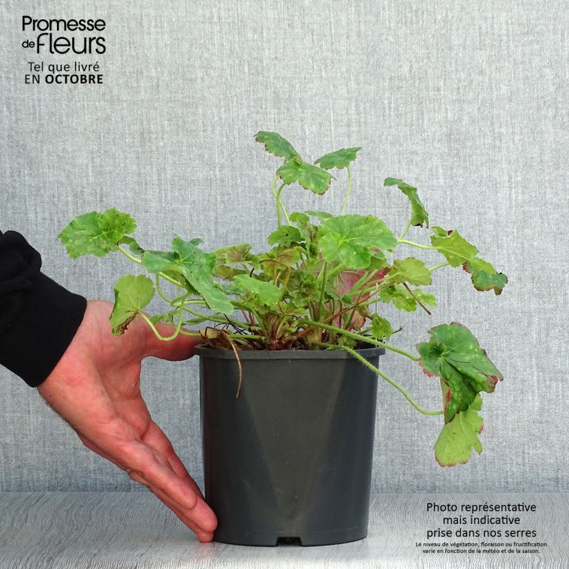 Exemplar von Heuchera Miracle - Purpurglöckchen Topf mit 2L/3L wie im Herbst geliefert