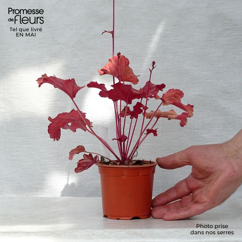 Exemplar von Heuchera Peach flambé - Purpurglöckchen Kleine Töpfe von 8/9 cm wie im Frühjahr geliefert