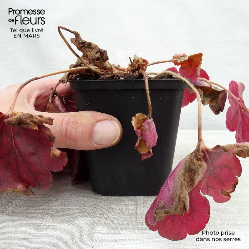Exemplar von Heuchera Pink Pearls - Purpurglöckchen Kleine Töpfe von 8/9 cm wie im Frühjahr geliefert