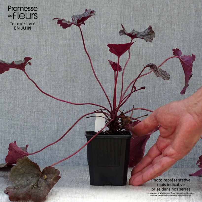 Exemplar von Heuchera Plum Pudding - Purpurglöckchen Kleine Töpfe von 8/9 cm wie im Sommer geliefert