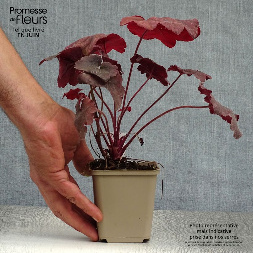 Exemplar von Heuchera Root Beer - Purpurglöckchen Kleine Töpfe von 8/9 cm wie im Sommer geliefert