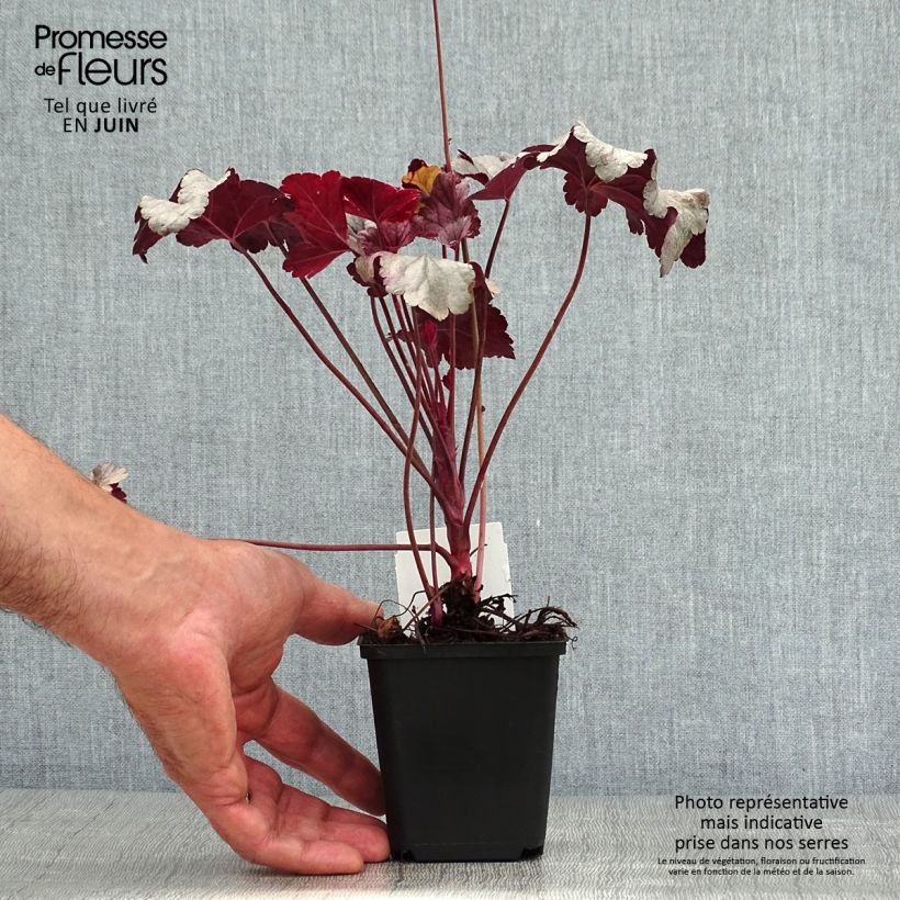 Exemplar von Heuchera Silver Gumdrop - Purpurglöckchen Kleine Töpfe von 8/9 cm wie im Sommer geliefert