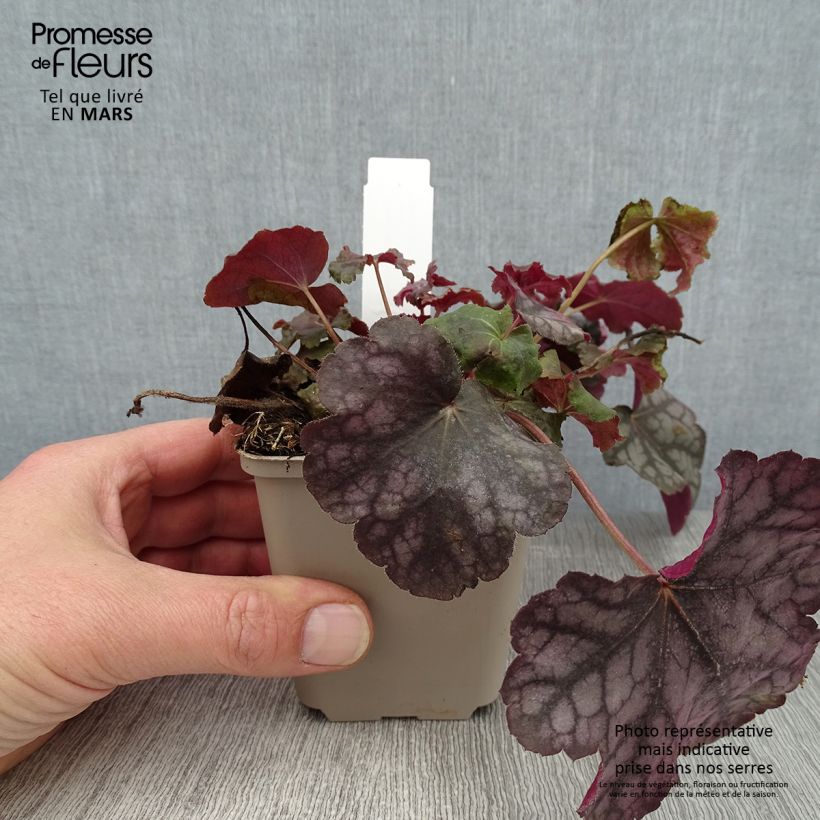 Exemplar von Heuchera Velvet Night - Purpurglöckchen Kleine Töpfe von 8/9 cm wie im Winter geliefert
