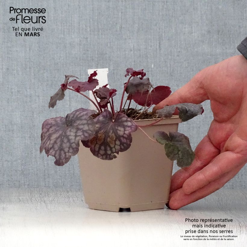 Exemplar von Heuchera Velvet Night - Purpurglöckchen Kleine Töpfe von 8/9 cm wie im Frühjahr geliefert