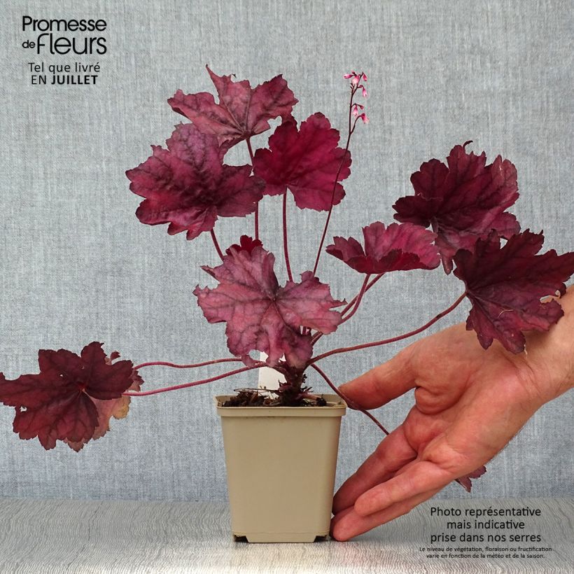 Exemplar von Heuchera Wild Rose - Purpurglöckchen Kleine Töpfe von 8/9 cm wie im Sommer geliefert