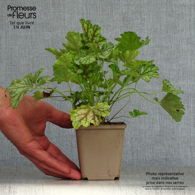 Exemplar von Heuchera americana Birkin - Purpurglöckchen Kleine Töpfe von 8/9 cm wie im Sommer geliefert