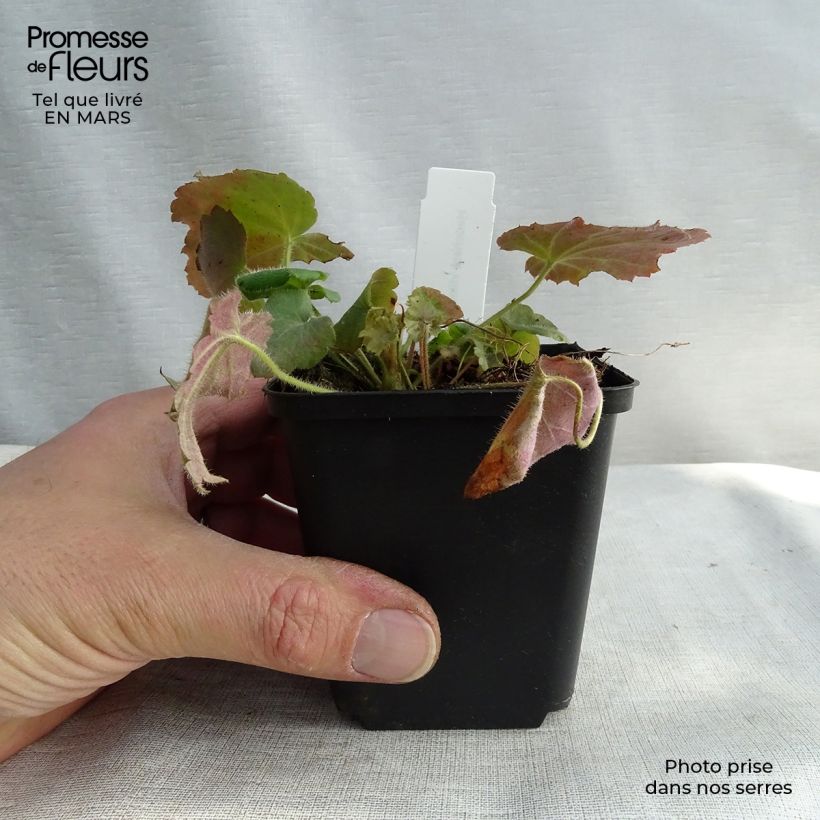 Exemplar von Heuchera villosa var macrorrhiza - Purpurglöckchen Kleine Töpfe von 8/9 cm wie im Frühjahr geliefert