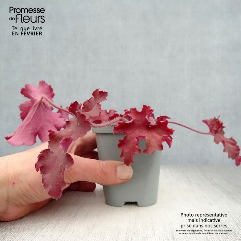 Exemplar von Heuchera Indian Summer Cranberry - Purpurglöckchen Kleine Töpfe von 8/9 cm wie im Winter geliefert