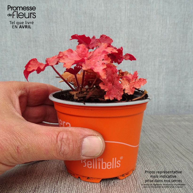 Exemplar von Heuchera Indian Summer Cranberry - Purpurglöckchen Kleine Töpfe von 8/9 cm wie im Frühjahr geliefert