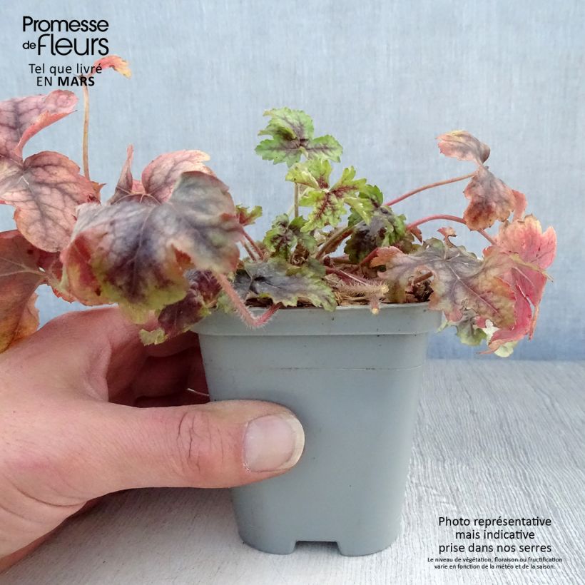 Exemplar von Heuchera Van Gogh - Purpurglöckchen Kleine Töpfe von 8/9 cm wie im Frühjahr geliefert